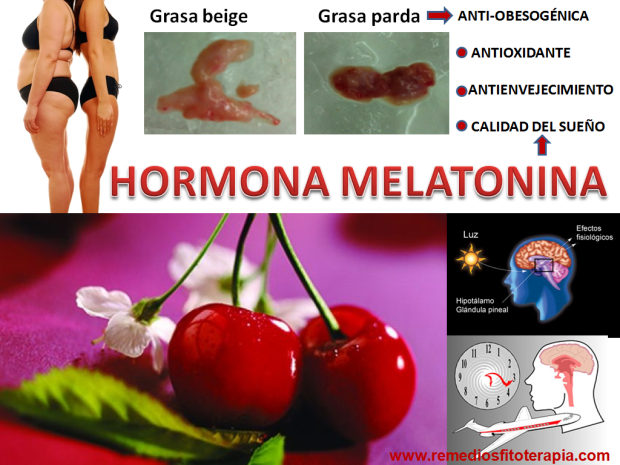 Hormona-Melatonina
