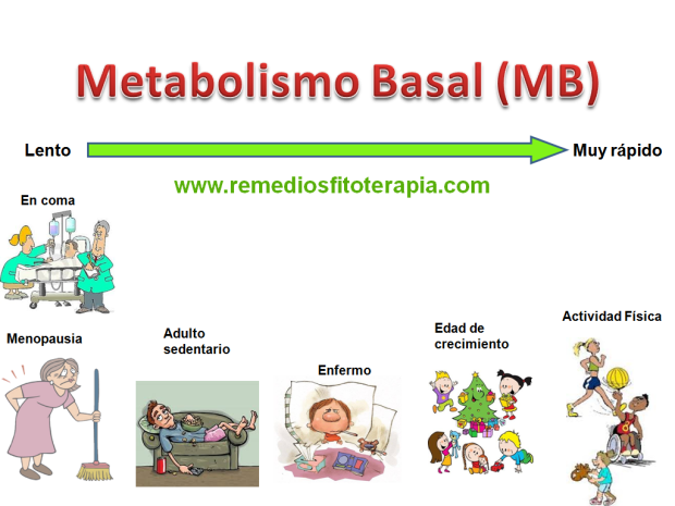 Metabolismo_Basal